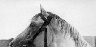 How to save our Polish Pearls?